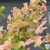Hydrangea paniculata 'Unique' - Aedhortensia 'Unique' C5/5L